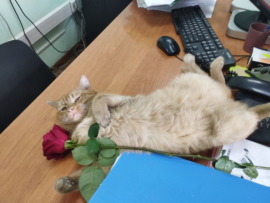 Отдам кота в добрые и надёжные руки(котик приучен к лотку)