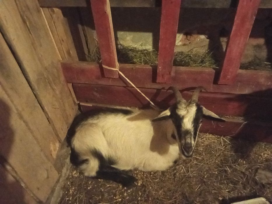 Vând două capre bune de lapte