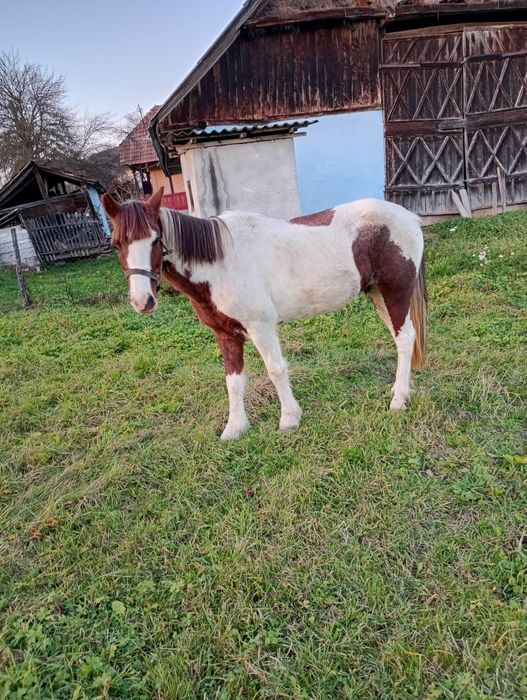 Vând iapă Pinto foarte blândă 6 ani