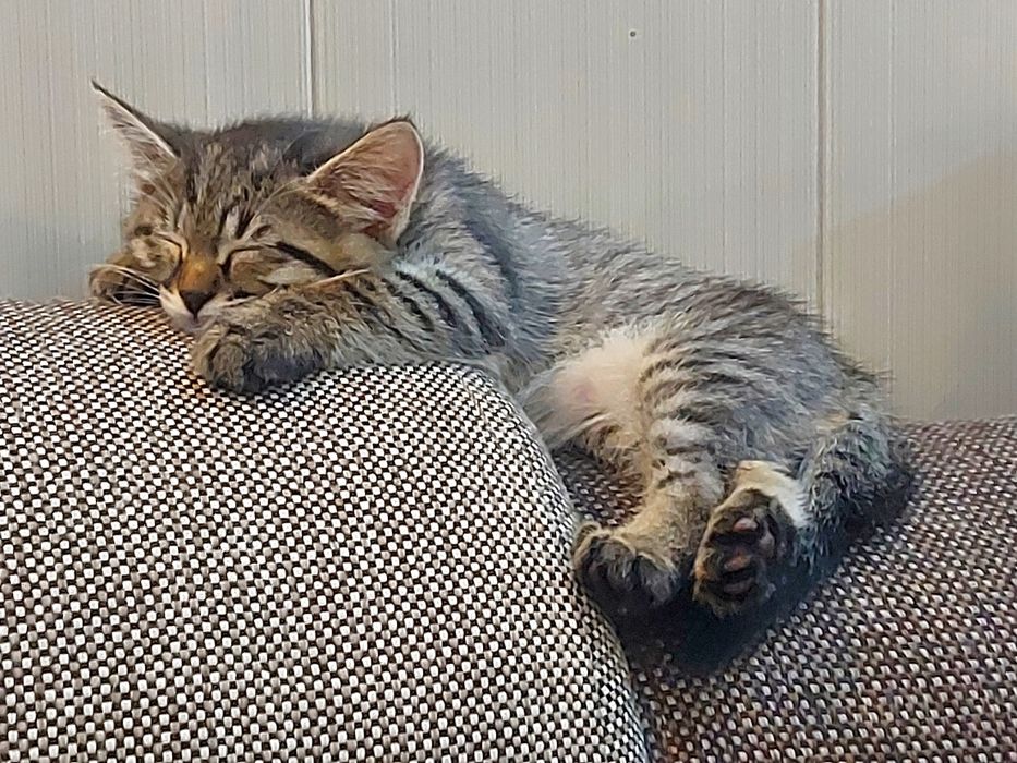 Домашние котенки / Мушук болачалари яхши эгаларига хадяга