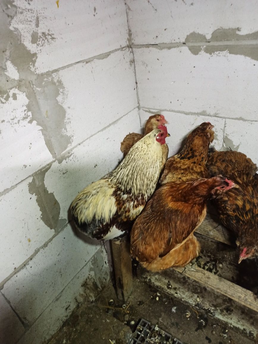 Oua pentru incubat araucana 5 ron