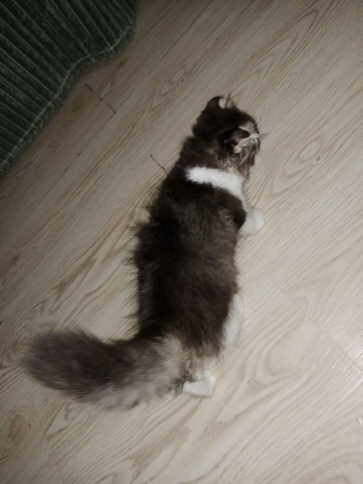 Вислоухие котята