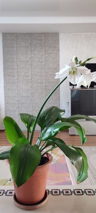 Продам цветок лилия и цветок сансевиерия