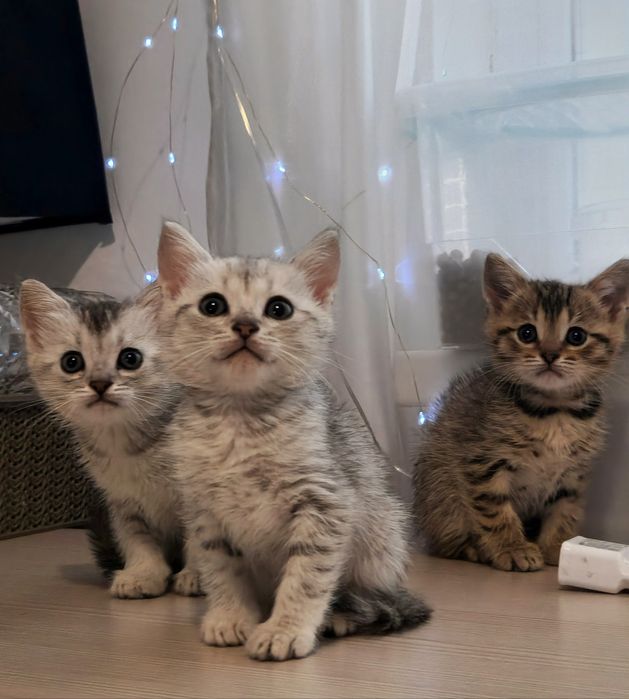 котята британские
