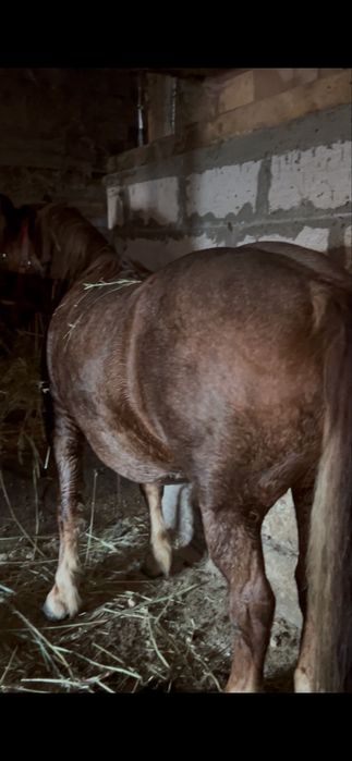 Vând iapă de 8 ani