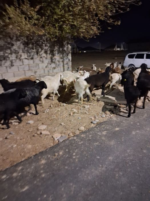 Кой ,еркек токтар ешкилер ,текелер лактар
