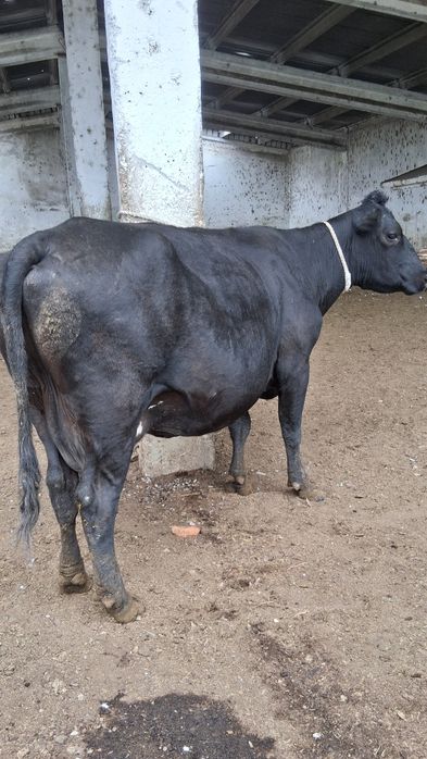 Vaca tânără de vanzare