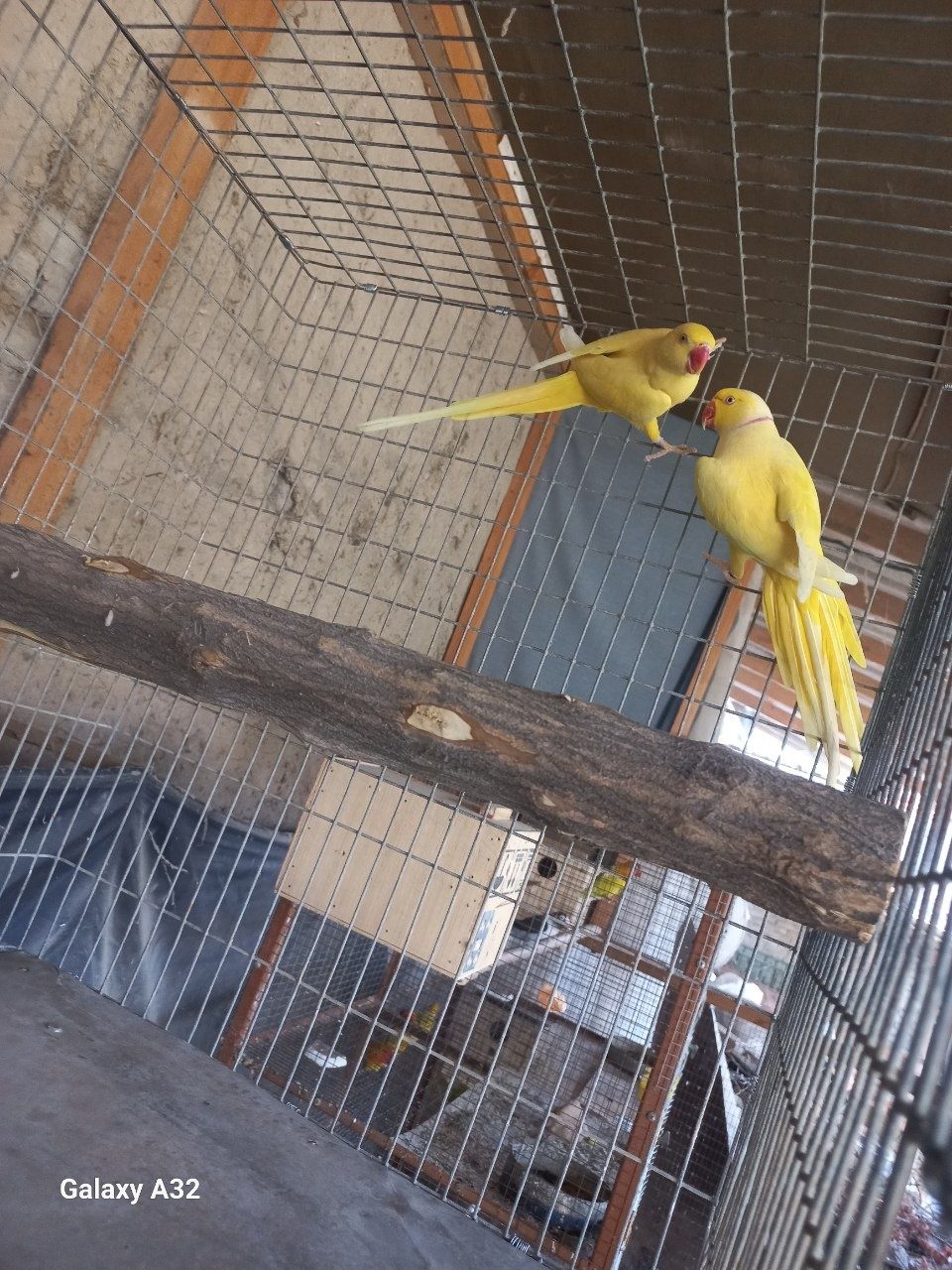 Попугай ожиреловий жёлтое