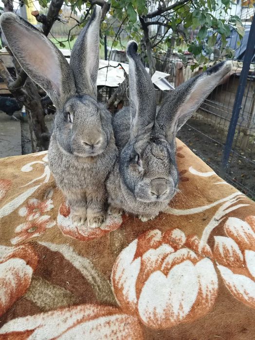 Urias German masculi si femele