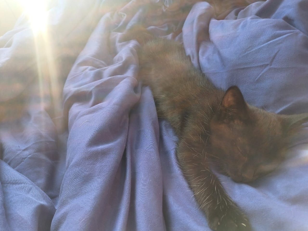 Котенка в хорошие руки