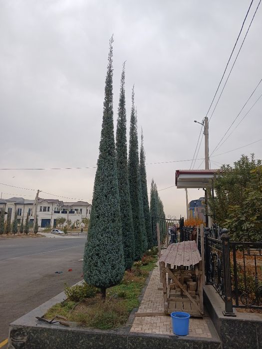 Archa kesish va dorilash xizmati