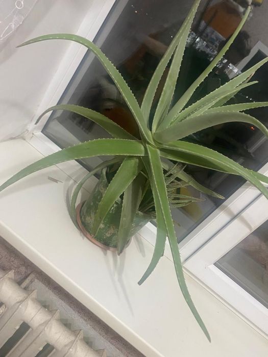 Продам цветок алоэ