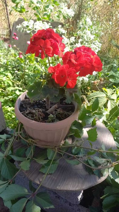 Продам комнатные растения цветы