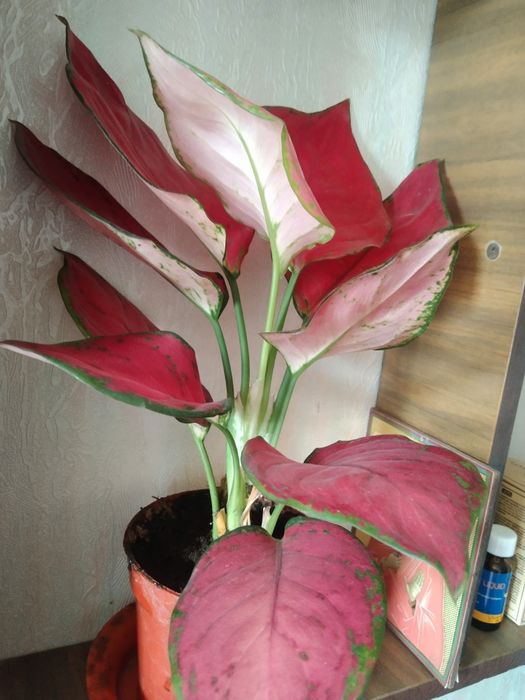 Диффенбахия с красными листьями