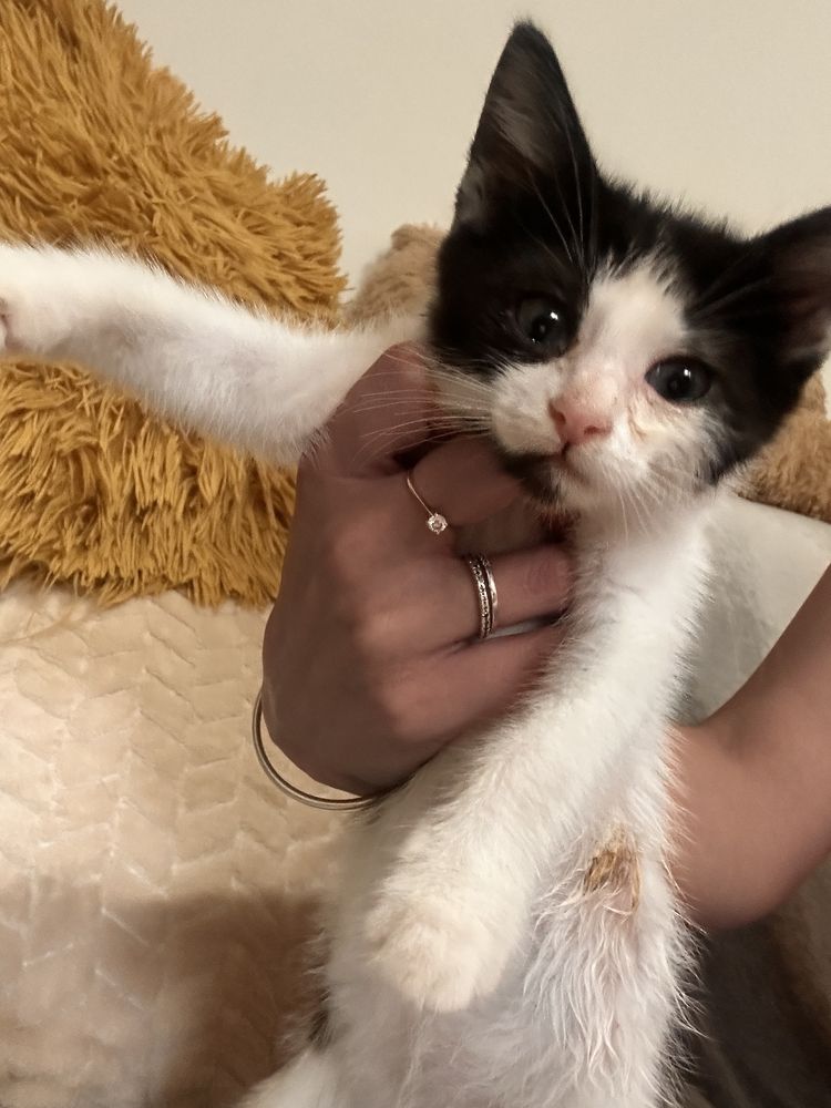 Adoptie pisicuță