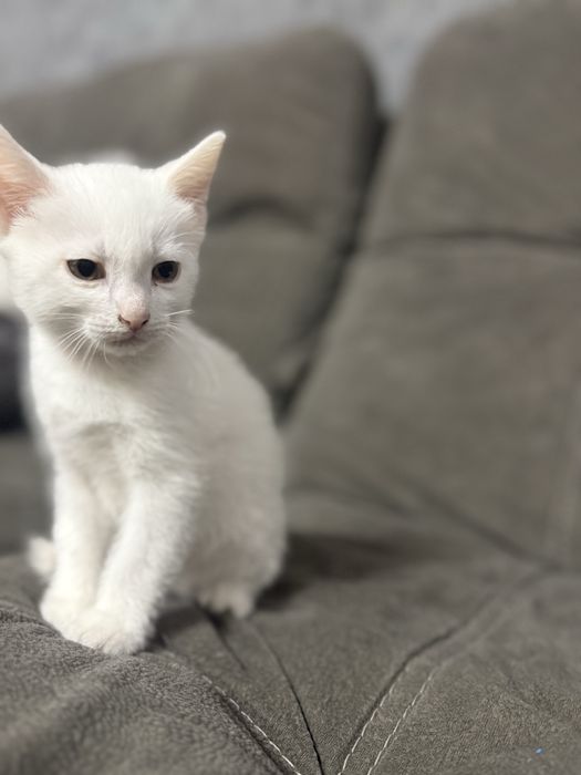 Отдам котенка  в надежные руки