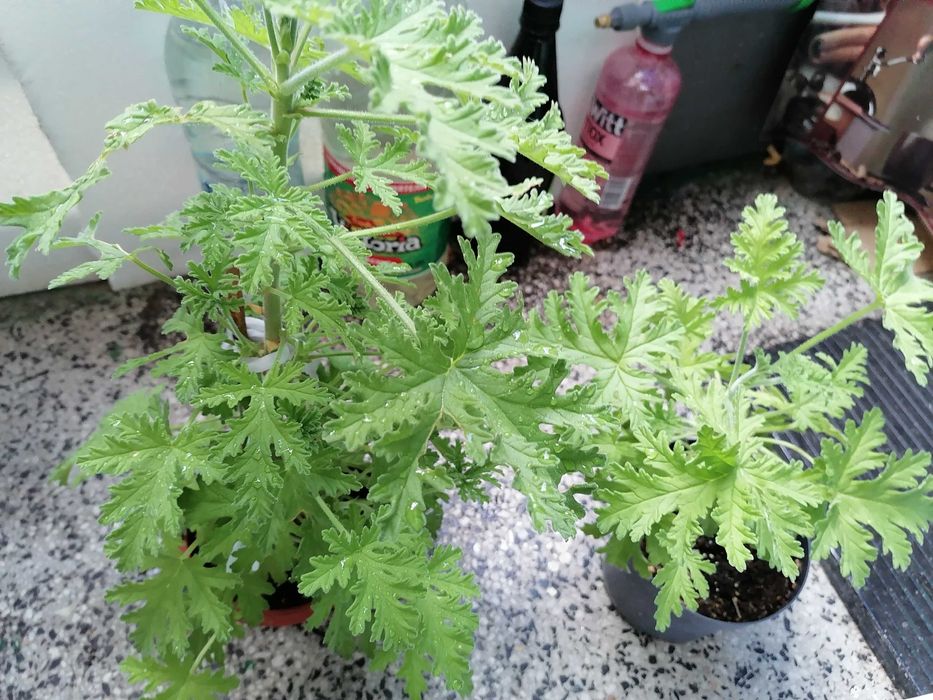 Холандско и българско индришета!