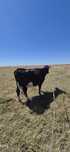 Vaca de abator 5700 lei negociabil