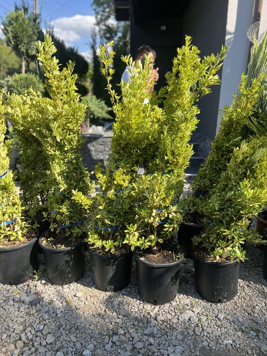 Plante ornamentale de orice specie