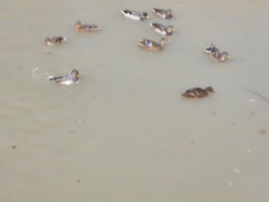 Rate sălbatice boboace de anul acesta    pentru cei interesați