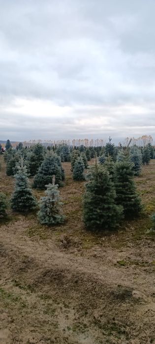 Brazi bogați cu transport asigurat