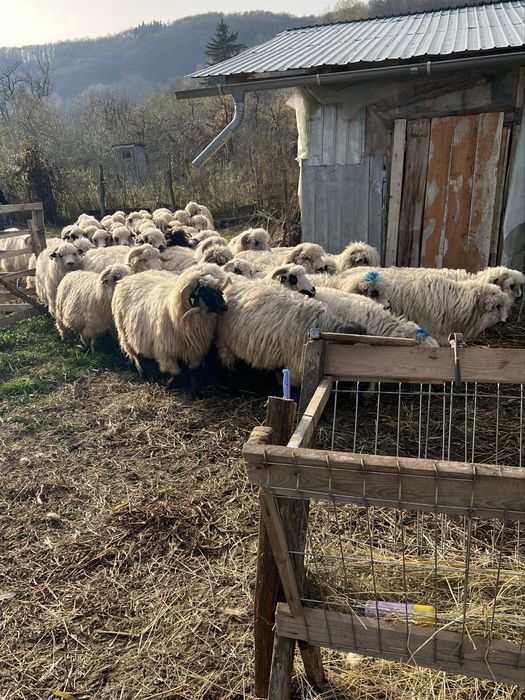 *OFERTA* Vand Oi Turcane