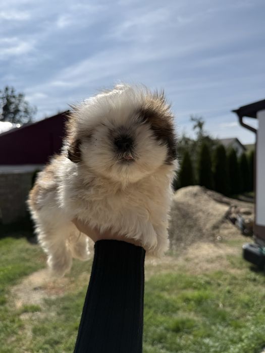 Vand mascul Shih Tzu 8 saptamani