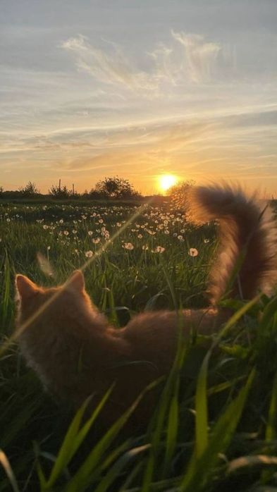Yaxshi qollarga bereman  qiz , yuragi mexribin odamlar uchun