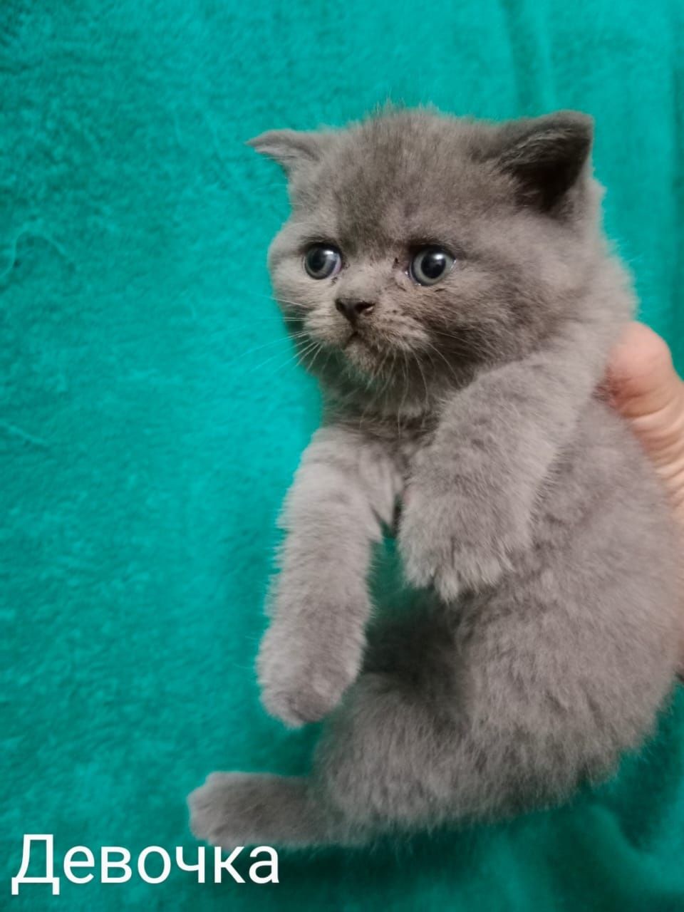 Британские котята