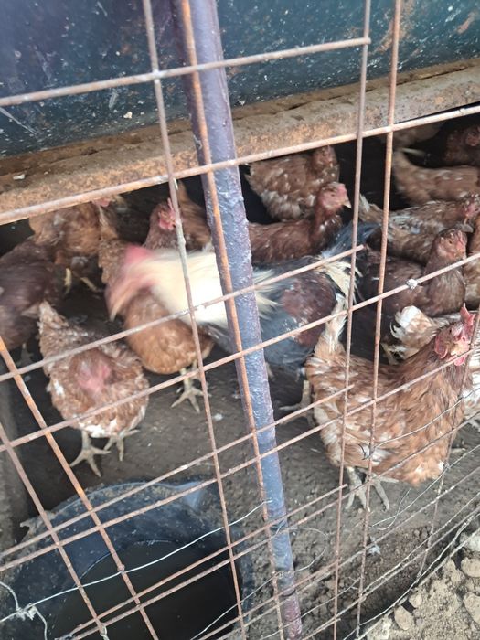 Ломан браун сатылады Шымкент қаласында