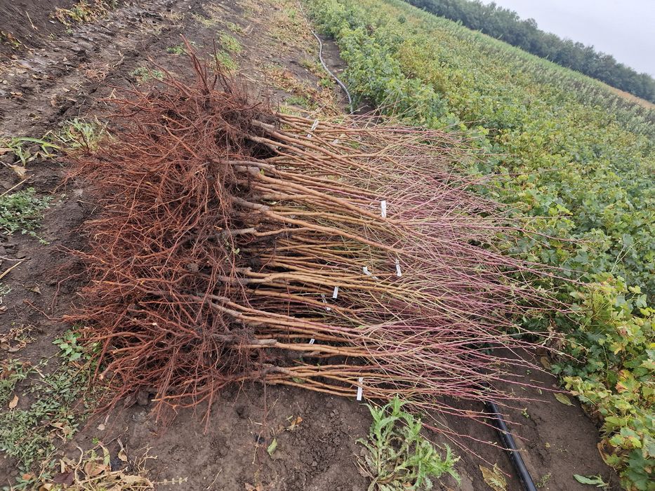 Pomi fructiferi altoiti