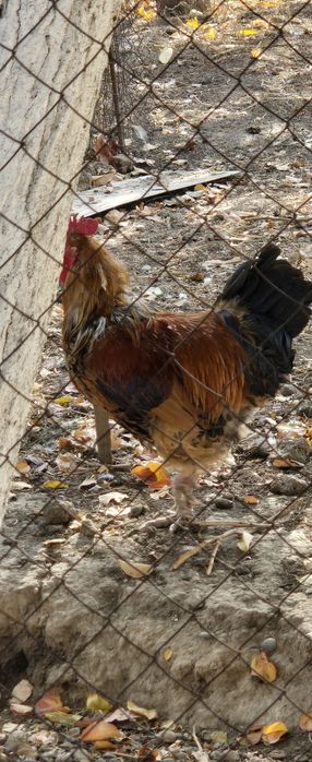 Петухи, петух продам или обмен