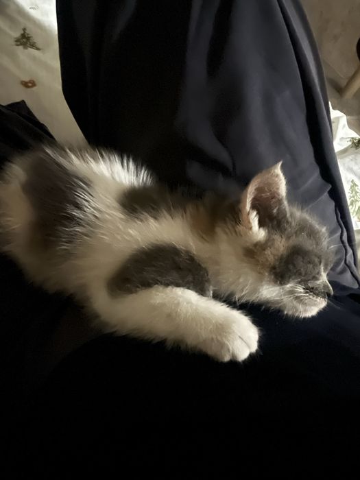 котенки оба девочки, по 2 месяца