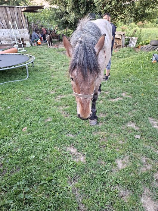 Vand sau schimb cu auto sau tractoras