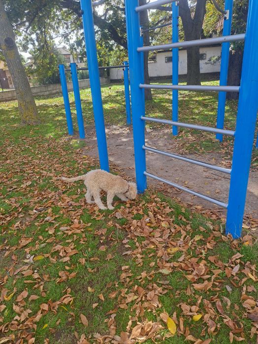 Продавам куче за трюфели