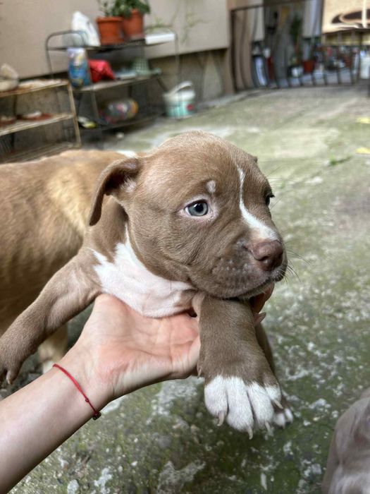 Амерканско були - покет