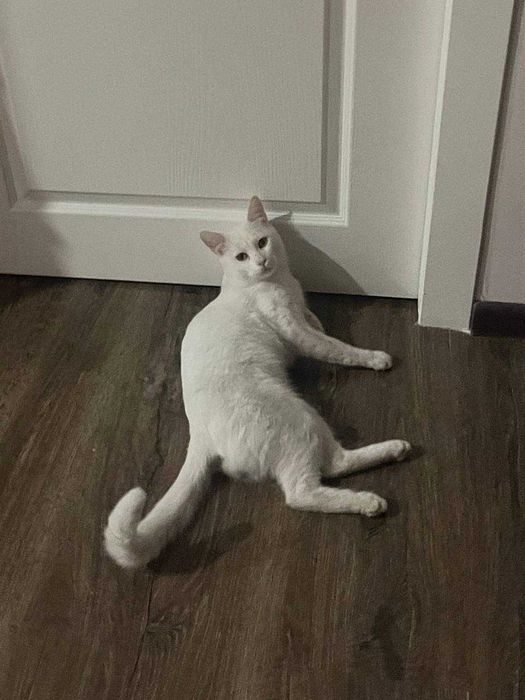 Отдаю кота в добрые руки