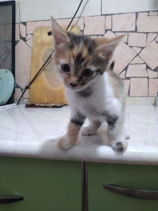 Котята в добрые руки!