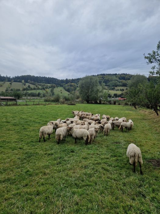 Oi țigăi de vanzare