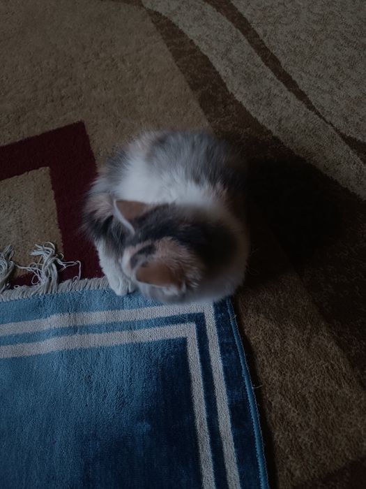 Продается кошка страйт