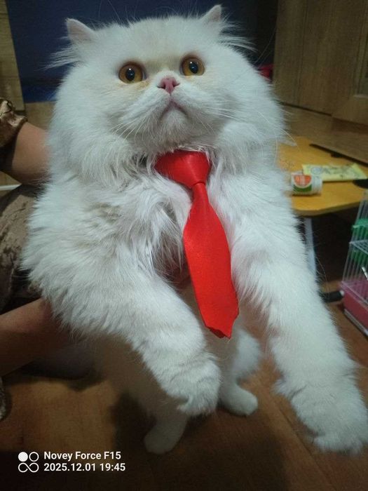 Vyazkaga. Skotish strayt