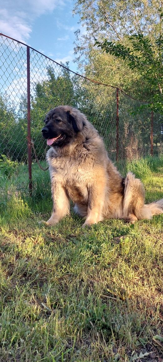 Femelă Caucazian