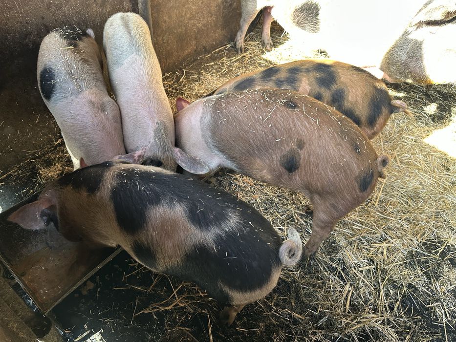 Хубави домашни прасета