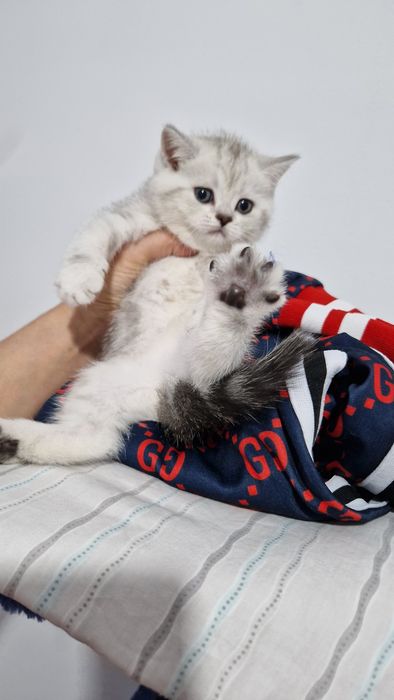 Мушук зотдор  кошка  котёнок