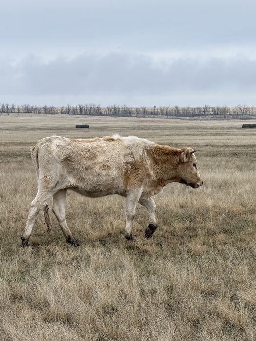 Продам тёлочек 1,5 года 2 шт. И одну 2,5 года .