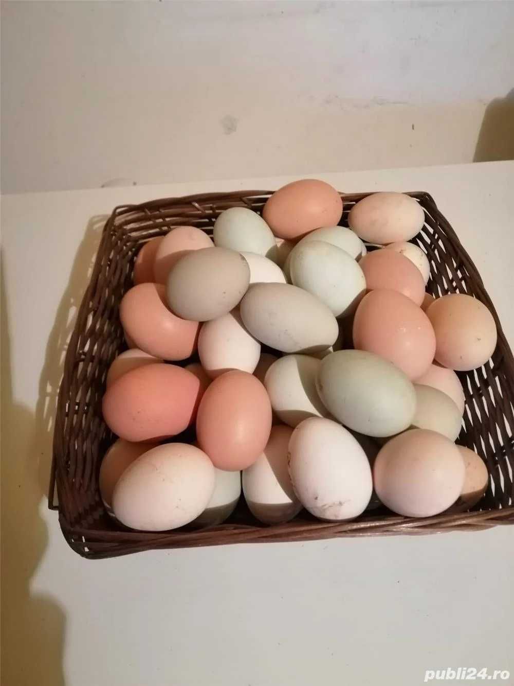 Oua pentru incubat gaini rasa carne si oua