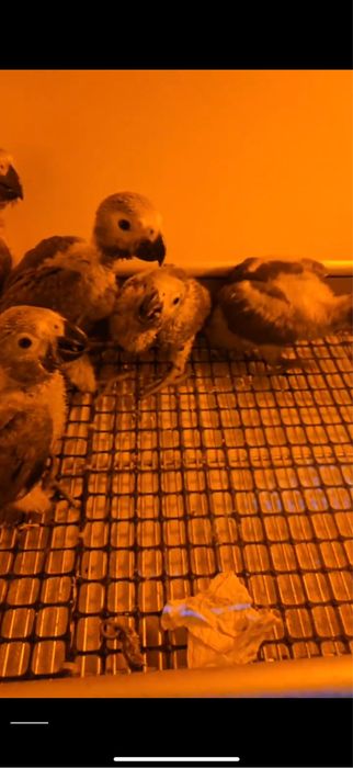 Продается попугай