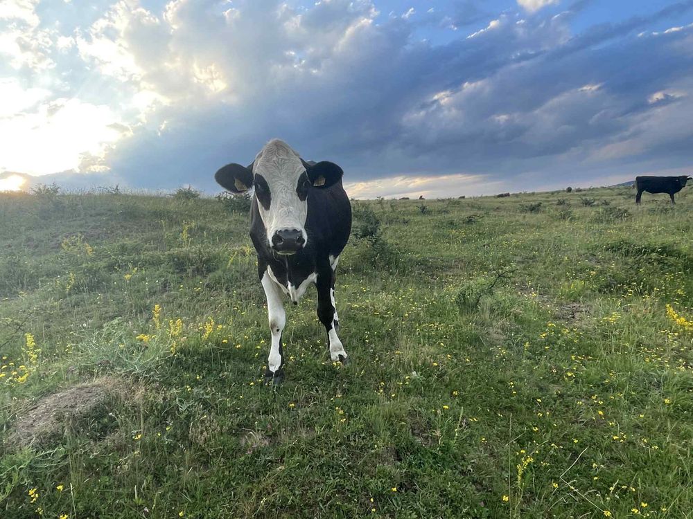 Vand juninca prasita din taur de angus