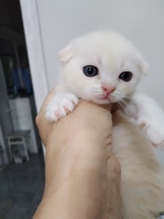 Шиншиллы и белоснежные голубоглазые.