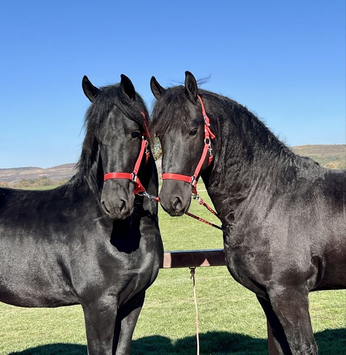 Friesian Friesieni Frizian Frizieni Armasari Armasar